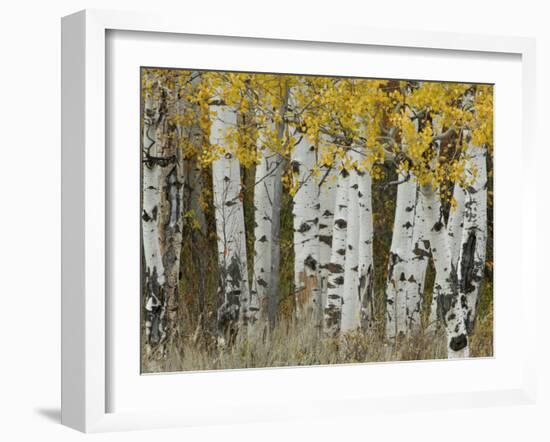 Aspen Trees in Autumn, Grand Teton National Park, Wyoming, USA-Rolf Nussbaumer-Framed Photographic Print