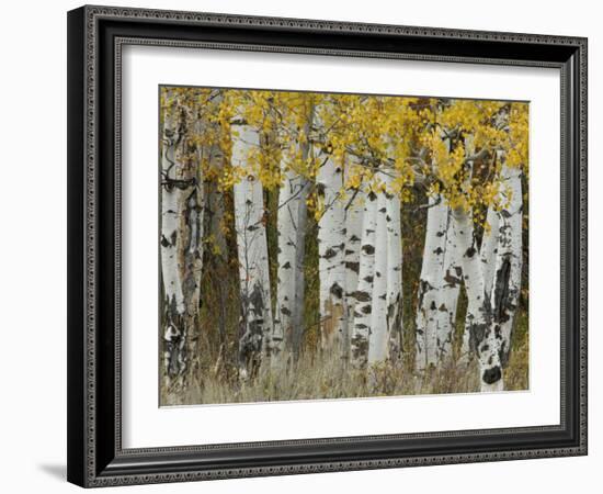 Aspen Trees in Autumn, Grand Teton National Park, Wyoming, USA-Rolf Nussbaumer-Framed Photographic Print