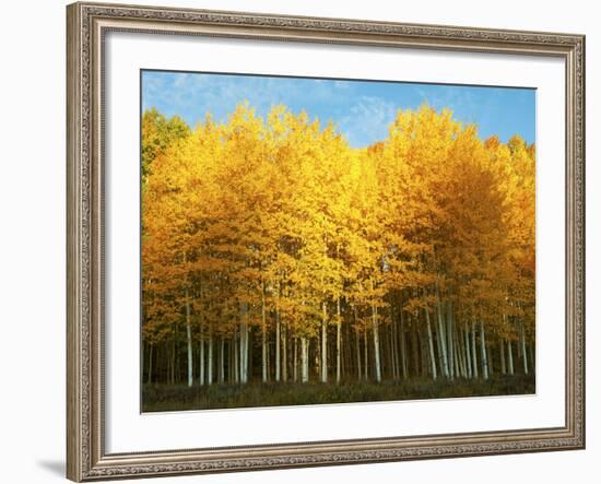 Aspen Trees in Autumn, Last Dollar Road, Telluride, Colorado, USA-null-Framed Photographic Print