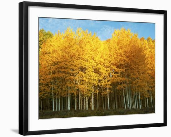 Aspen Trees in Autumn, Last Dollar Road, Telluride, Colorado, USA-null-Framed Photographic Print