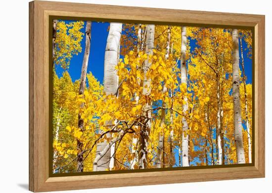 Aspen trees in autumn turning goldin Snowmass.-Mallorie Ostrowitz-Framed Premier Image Canvas