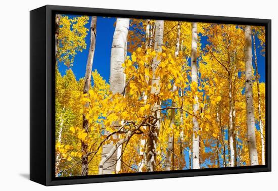 Aspen trees in autumn turning goldin Snowmass.-Mallorie Ostrowitz-Framed Premier Image Canvas
