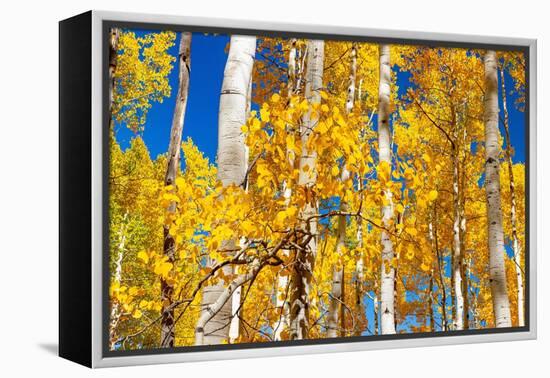 Aspen trees in autumn turning goldin Snowmass.-Mallorie Ostrowitz-Framed Premier Image Canvas