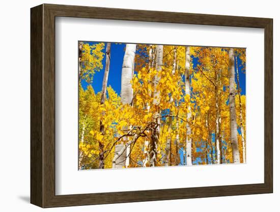 Aspen trees in autumn turning goldin Snowmass.-Mallorie Ostrowitz-Framed Photographic Print