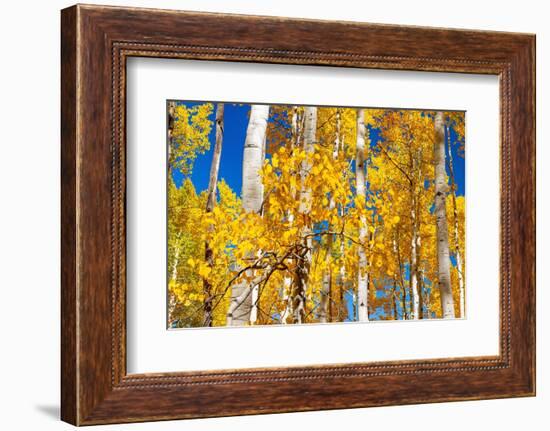 Aspen trees in autumn turning goldin Snowmass.-Mallorie Ostrowitz-Framed Photographic Print