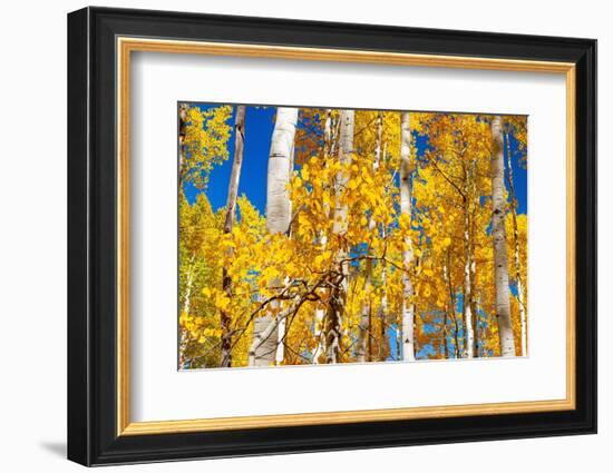 Aspen trees in autumn turning goldin Snowmass.-Mallorie Ostrowitz-Framed Photographic Print