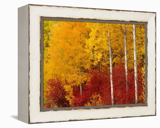 Aspen Trees in Autumn, Wenatchee National Forest, Washington, USA-Jamie & Judy Wild-Framed Premier Image Canvas