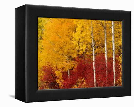 Aspen Trees in Autumn, Wenatchee National Forest, Washington, USA-Jamie & Judy Wild-Framed Premier Image Canvas