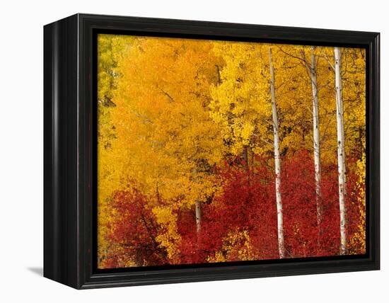 Aspen Trees in Autumn, Wenatchee National Forest, Washington, USA-Jamie & Judy Wild-Framed Premier Image Canvas