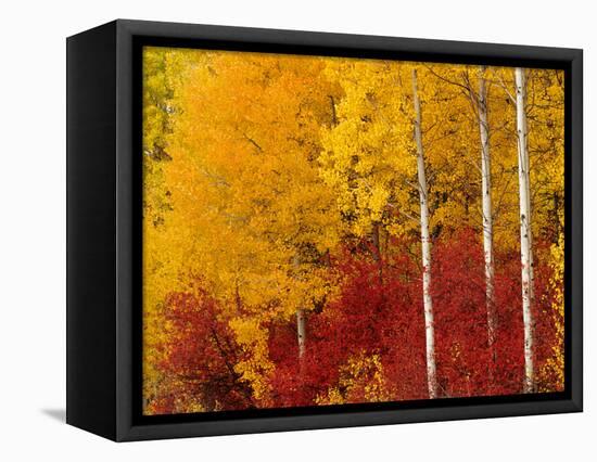 Aspen Trees in Autumn, Wenatchee National Forest, Washington, USA-Jamie & Judy Wild-Framed Premier Image Canvas