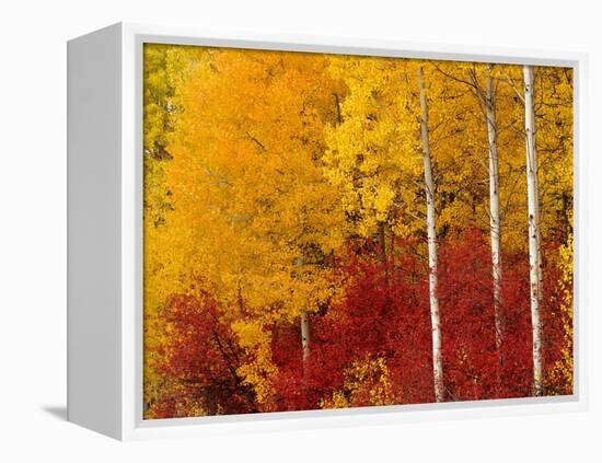 Aspen Trees in Autumn, Wenatchee National Forest, Washington, USA-Jamie & Judy Wild-Framed Premier Image Canvas