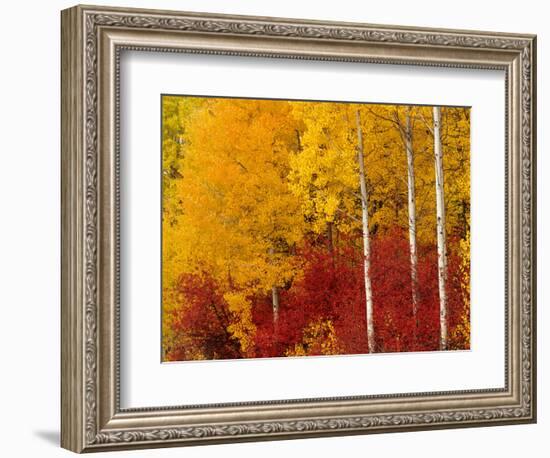 Aspen Trees in Autumn, Wenatchee National Forest, Washington, USA-Jamie & Judy Wild-Framed Photographic Print