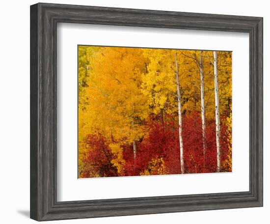 Aspen Trees in Autumn, Wenatchee National Forest, Washington, USA-Jamie & Judy Wild-Framed Photographic Print