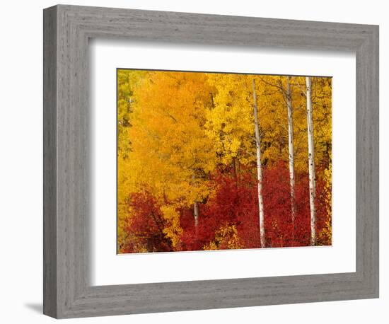 Aspen Trees in Autumn, Wenatchee National Forest, Washington, USA-Jamie & Judy Wild-Framed Photographic Print