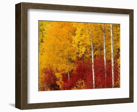 Aspen Trees in Autumn, Wenatchee National Forest, Washington, USA-Jamie & Judy Wild-Framed Photographic Print