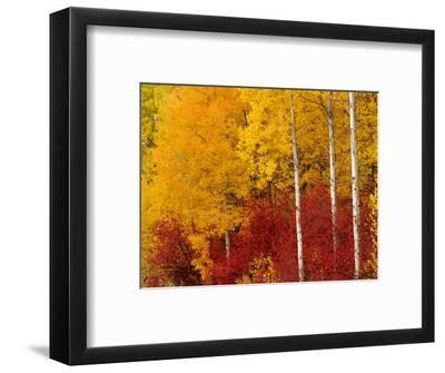 'Aspen Trees in Autumn, Wenatchee National Forest, Washington, USA ...