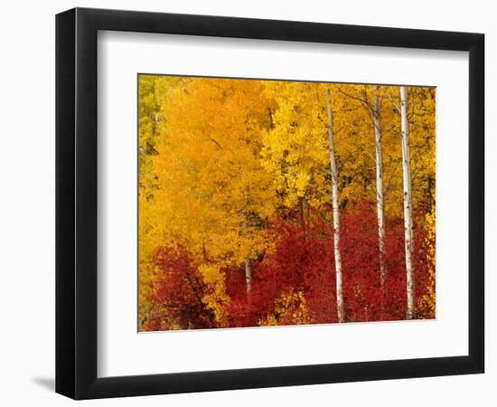 Aspen Trees in Autumn, Wenatchee National Forest, Washington, USA-Jamie & Judy Wild-Framed Photographic Print