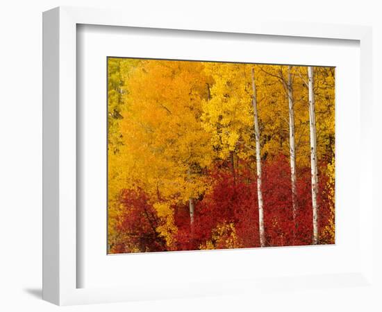 Aspen Trees in Autumn, Wenatchee National Forest, Washington, USA-Jamie & Judy Wild-Framed Photographic Print