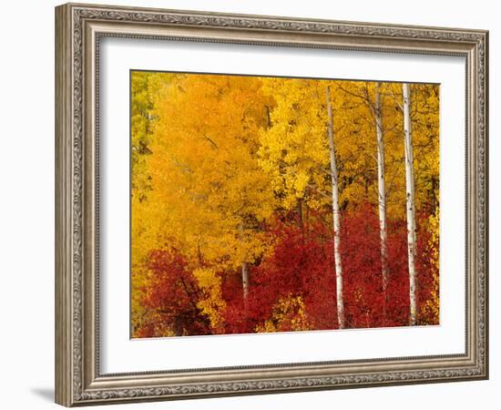 Aspen Trees in Autumn, Wenatchee National Forest, Washington, USA-Jamie & Judy Wild-Framed Photographic Print