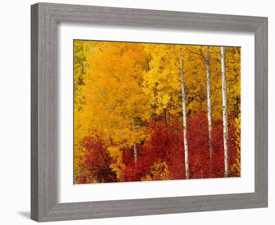 Aspen Trees in Autumn, Wenatchee National Forest, Washington, USA-Jamie & Judy Wild-Framed Photographic Print