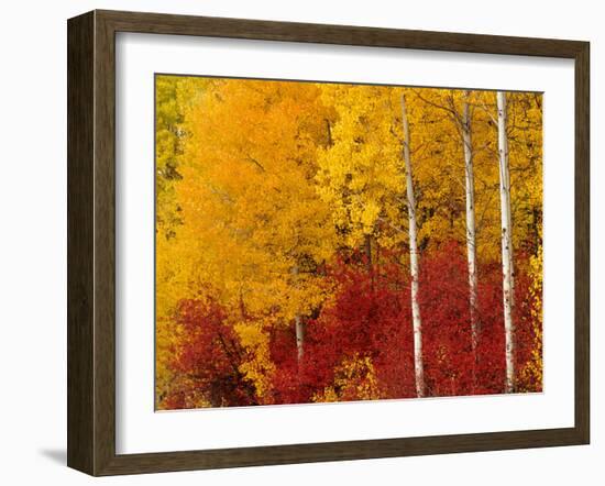 Aspen Trees in Autumn, Wenatchee National Forest, Washington, USA-Jamie & Judy Wild-Framed Photographic Print