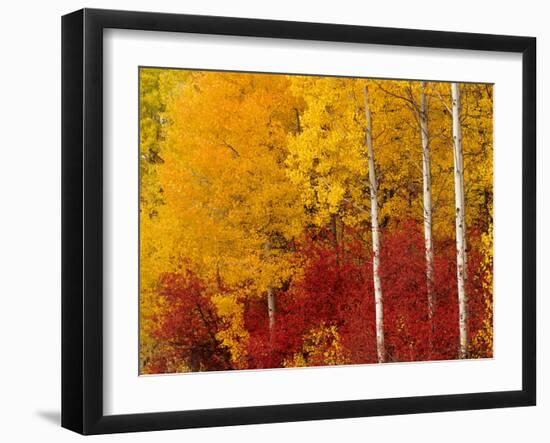 Aspen Trees in Autumn, Wenatchee National Forest, Washington, USA-Jamie & Judy Wild-Framed Photographic Print