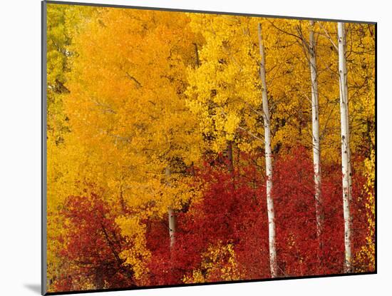 Aspen Trees in Autumn, Wenatchee National Forest, Washington, USA-Jamie & Judy Wild-Mounted Photographic Print