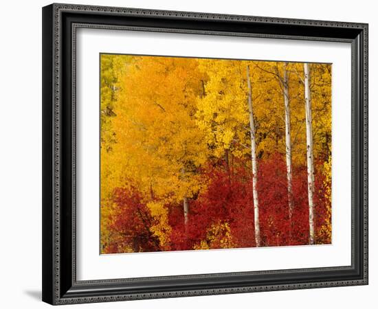 Aspen Trees in Autumn, Wenatchee National Forest, Washington, USA-Jamie & Judy Wild-Framed Photographic Print