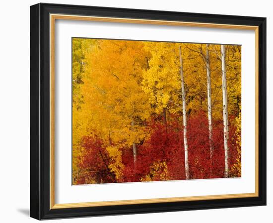 Aspen Trees in Autumn, Wenatchee National Forest, Washington, USA-Jamie & Judy Wild-Framed Photographic Print