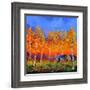 Aspen Trees in Autumn-Pol Ledent-Framed Art Print