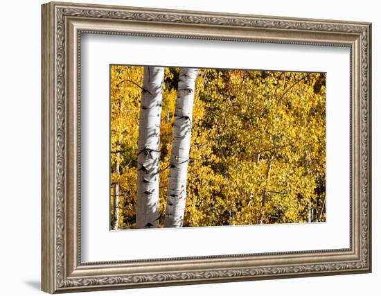 Aspen trees in autumn-Mallorie Ostrowitz-Framed Photographic Print