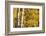 Aspen trees in autumn-Mallorie Ostrowitz-Framed Photographic Print