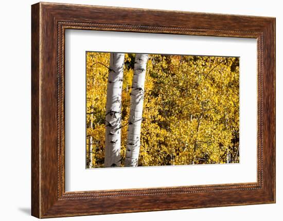 Aspen trees in autumn-Mallorie Ostrowitz-Framed Photographic Print