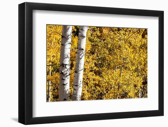 Aspen trees in autumn-Mallorie Ostrowitz-Framed Photographic Print