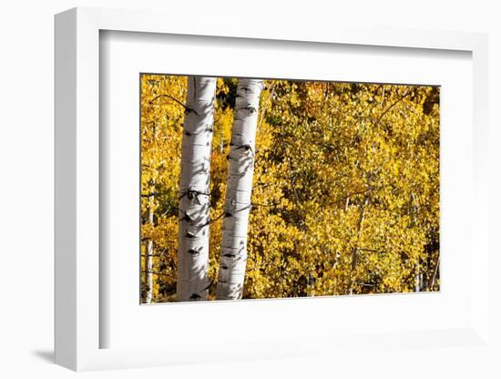 Aspen trees in autumn-Mallorie Ostrowitz-Framed Photographic Print