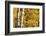 Aspen trees in autumn-Mallorie Ostrowitz-Framed Photographic Print