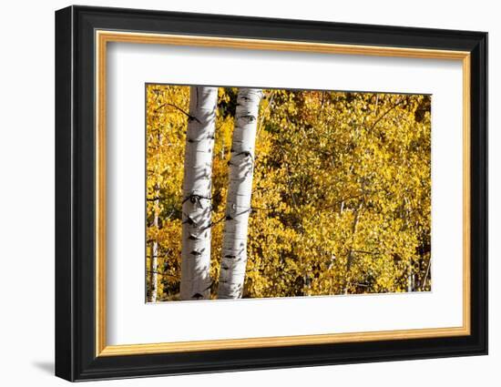 Aspen trees in autumn-Mallorie Ostrowitz-Framed Photographic Print