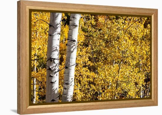 Aspen trees in autumn-Mallorie Ostrowitz-Framed Premier Image Canvas