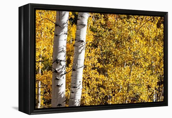 Aspen trees in autumn-Mallorie Ostrowitz-Framed Premier Image Canvas