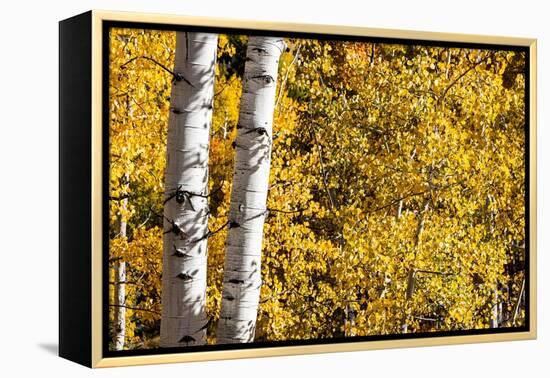 Aspen trees in autumn-Mallorie Ostrowitz-Framed Premier Image Canvas