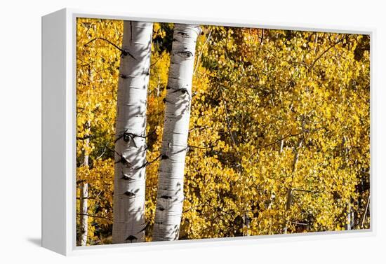 Aspen trees in autumn-Mallorie Ostrowitz-Framed Premier Image Canvas