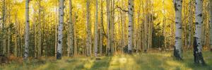 Aspen Trees in Coconino National Forest, Arizona, USA
