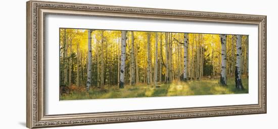 Aspen Trees in Coconino National Forest, Arizona, USA-null-Framed Photographic Print