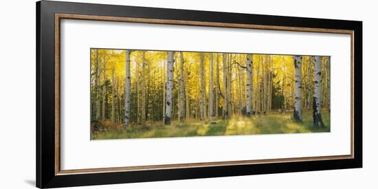 Aspen Trees in Coconino National Forest, Arizona, USA-null-Framed Photographic Print