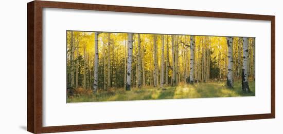 Aspen Trees in Coconino National Forest, Arizona, USA-null-Framed Photographic Print