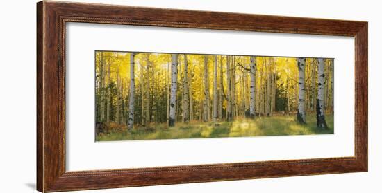 Aspen Trees in Coconino National Forest, Arizona, USA-null-Framed Photographic Print