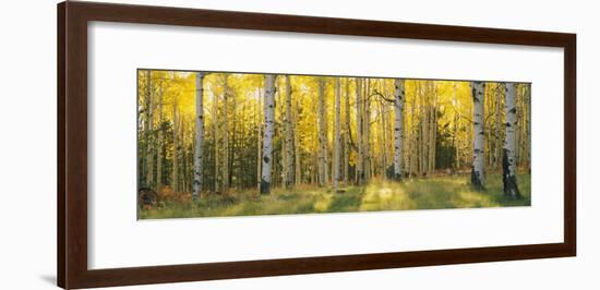Aspen Trees in Coconino National Forest, Arizona, USA-null-Framed Photographic Print