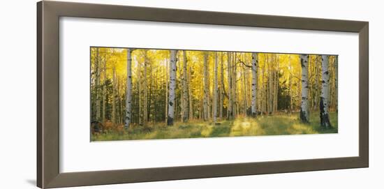 Aspen Trees in Coconino National Forest, Arizona, USA-null-Framed Photographic Print