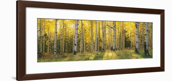 Aspen Trees in Coconino National Forest, Arizona, USA-null-Framed Photographic Print