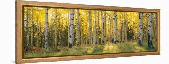 Aspen Trees in Coconino National Forest, Arizona, USA-null-Framed Premier Image Canvas